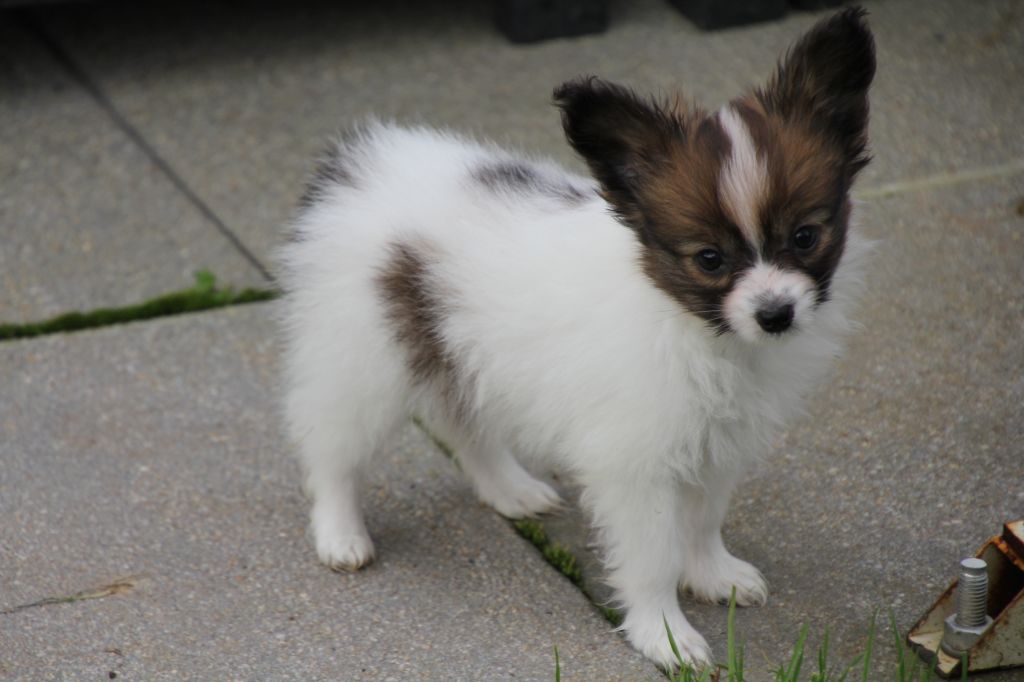 de la vallée du mainland - Chiot disponible  - Epagneul nain Continental (Papillon)