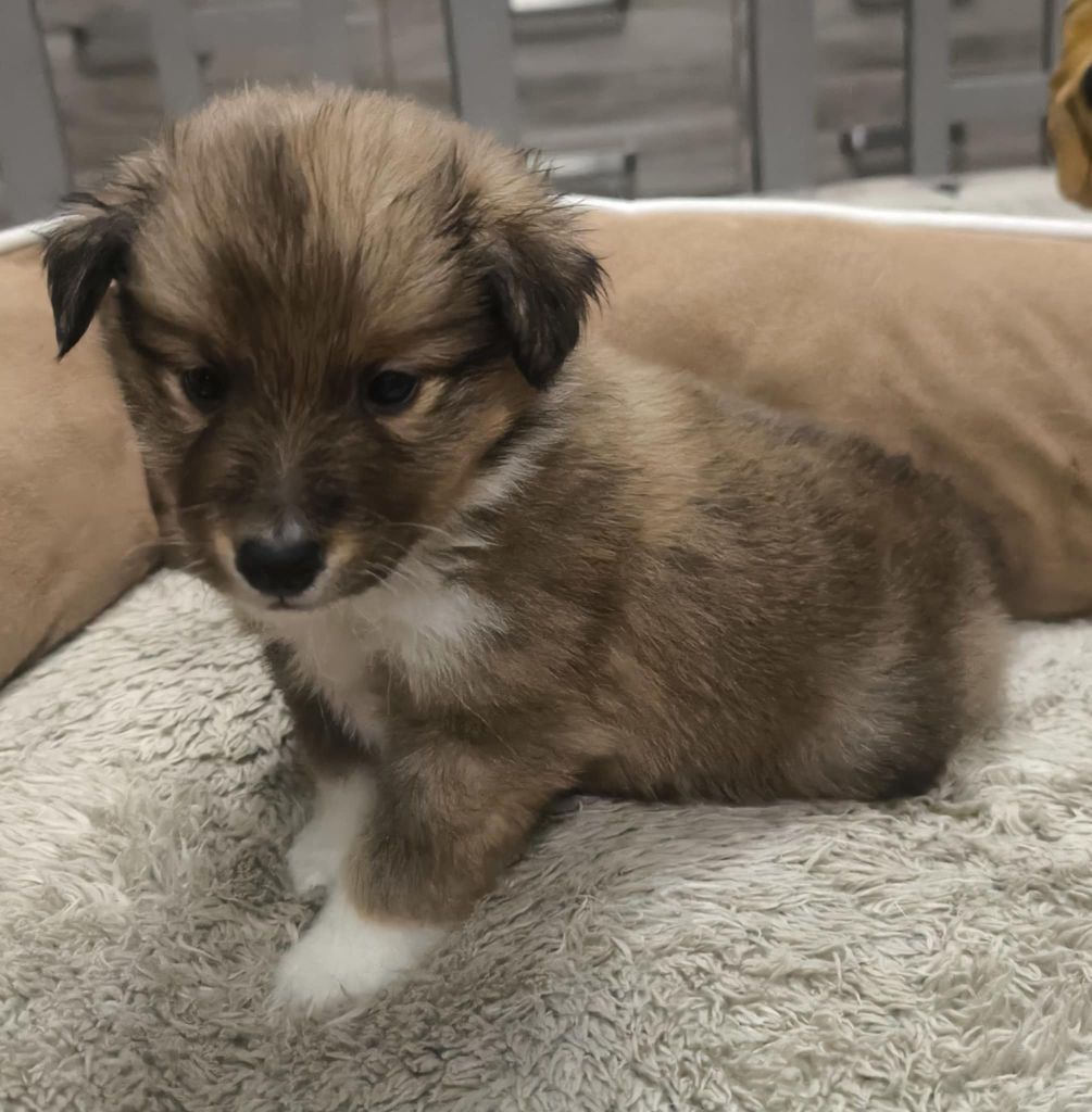 de la vallée du mainland - Chiot disponible  - Shetland Sheepdog