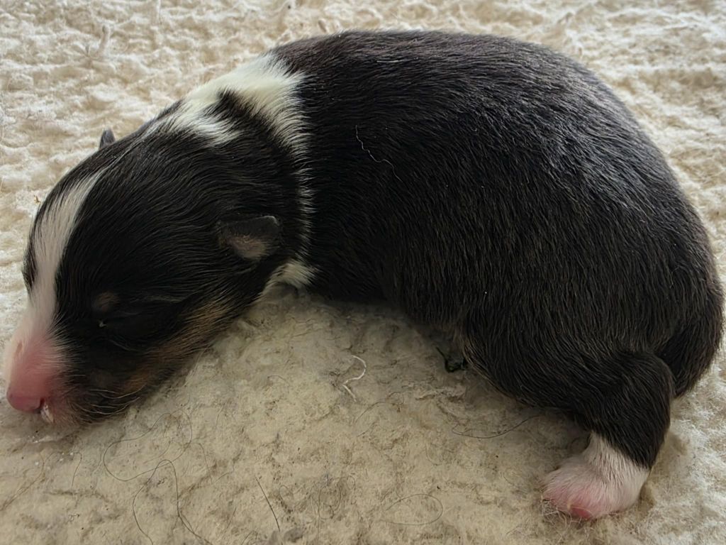 de la vallée du mainland - Chiots disponibles - Shetland Sheepdog