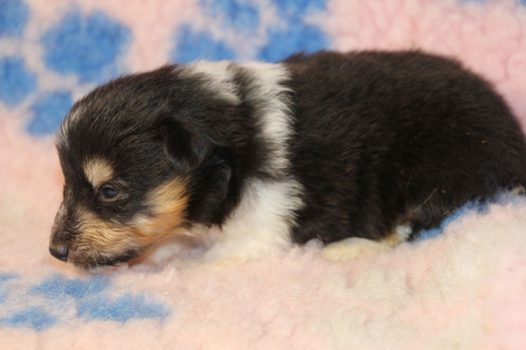 de la vallée du mainland - Chiots disponibles - Shetland Sheepdog
