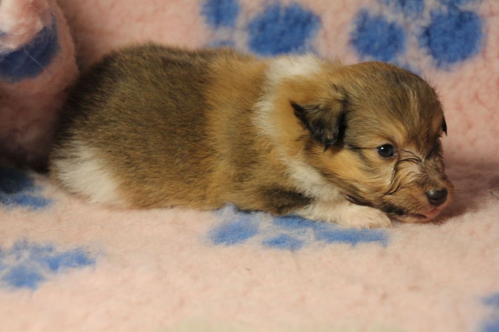 de la vallée du mainland - Chiots disponibles - Shetland Sheepdog