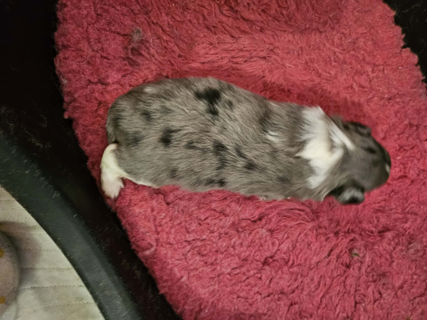 de la vallée du mainland - Chiots disponibles - Shetland Sheepdog