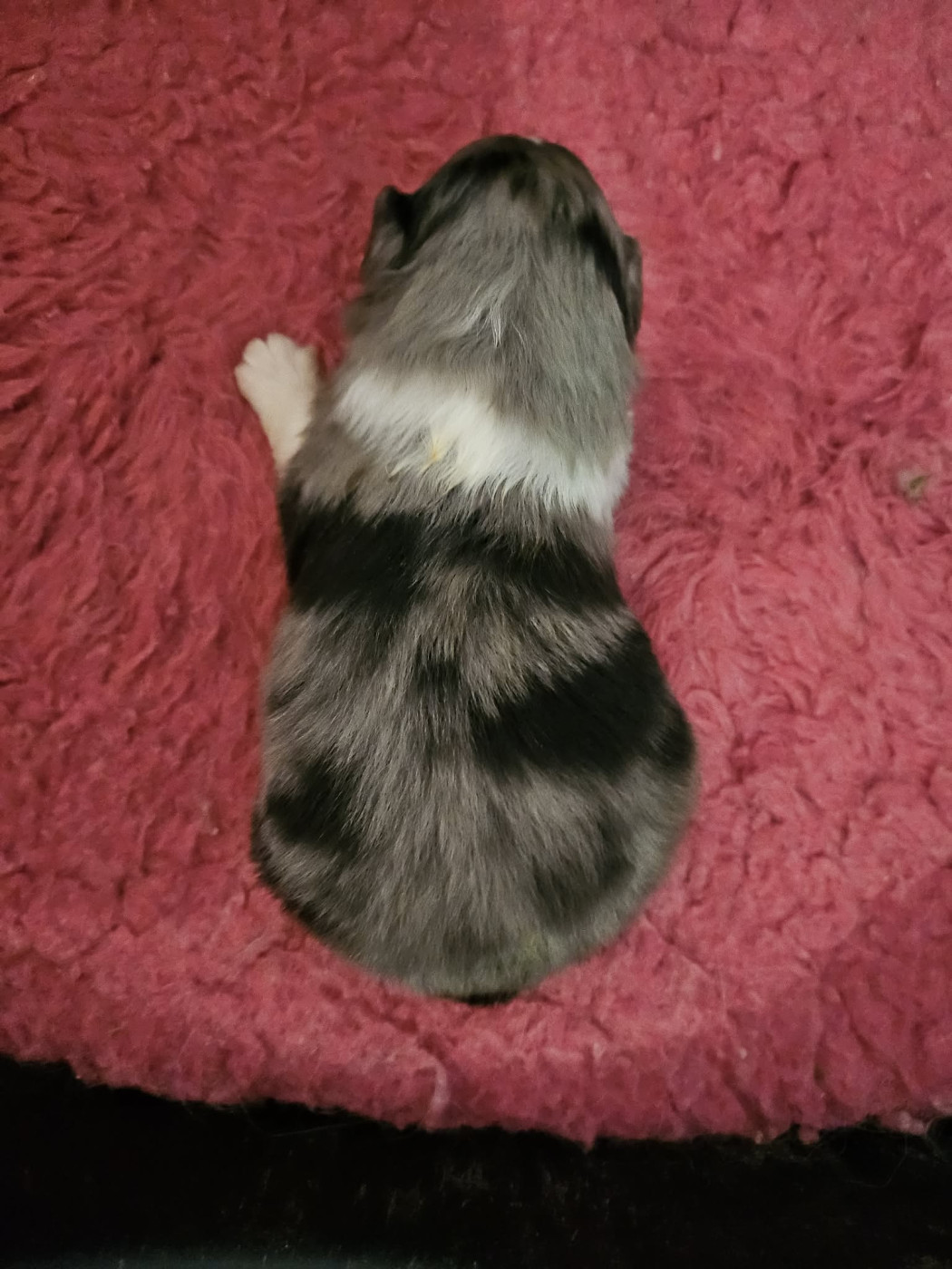 de la vallée du mainland - Chiots disponibles - Shetland Sheepdog