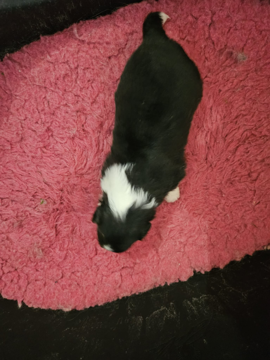 de la vallée du mainland - Chiots disponibles - Shetland Sheepdog