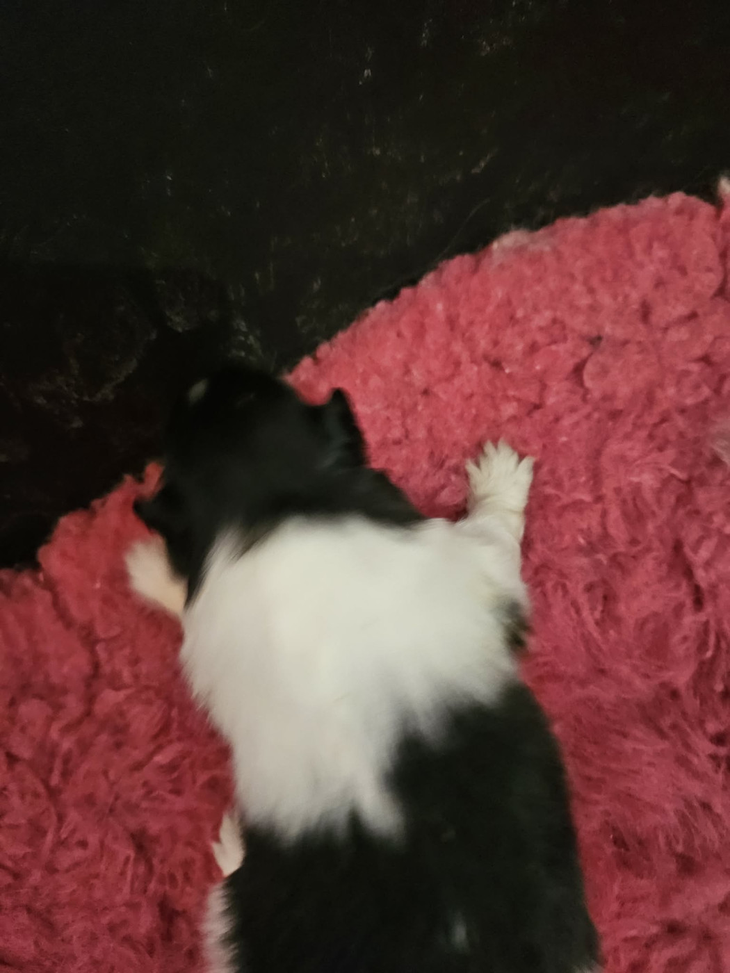 de la vallée du mainland - Chiots disponibles - Shetland Sheepdog