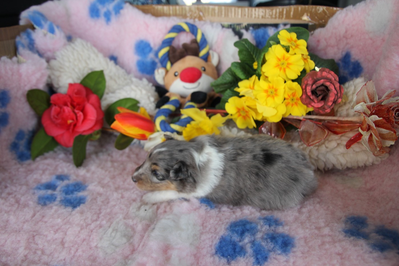 de la vallée du mainland - Chiots disponibles - Shetland Sheepdog