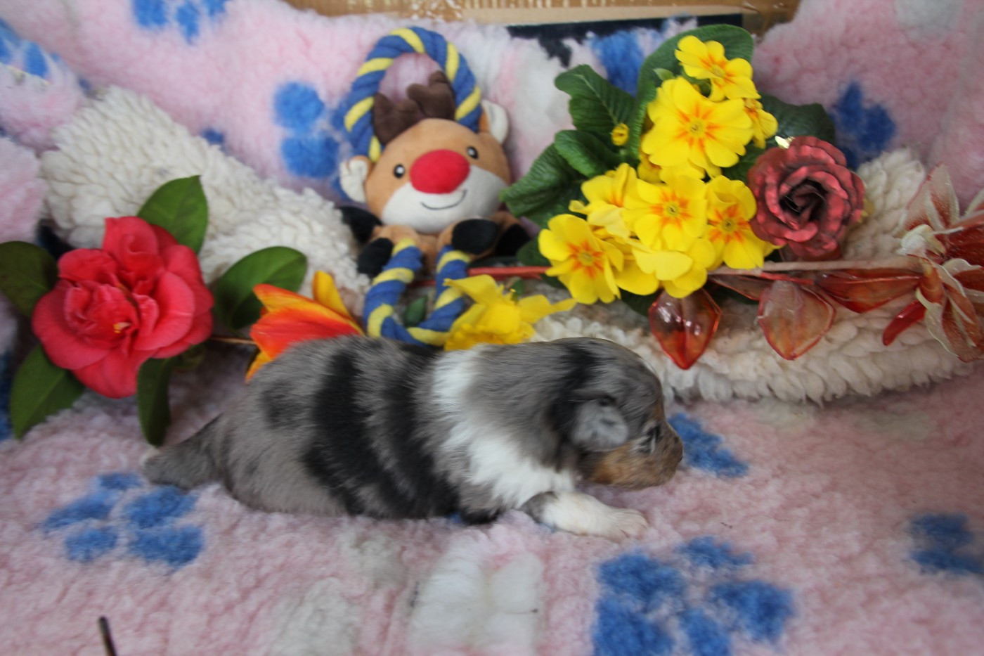 de la vallée du mainland - Chiots disponibles - Shetland Sheepdog