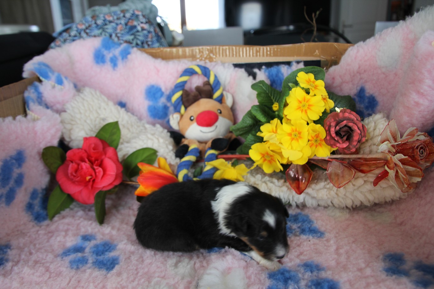 de la vallée du mainland - Chiots disponibles - Shetland Sheepdog