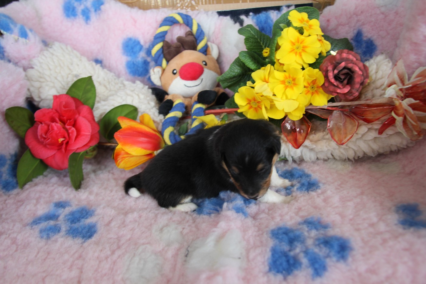 de la vallée du mainland - Chiots disponibles - Shetland Sheepdog