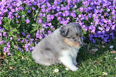 de la vallée du mainland - Chiots disponibles - Shetland Sheepdog