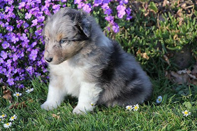 de la vallée du mainland - Chiots disponibles - Shetland Sheepdog