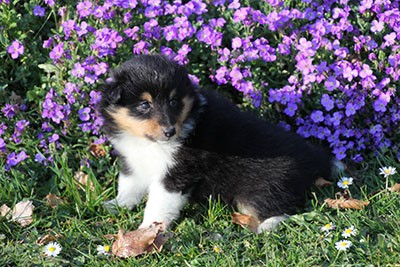 de la vallée du mainland - Chiots disponibles - Shetland Sheepdog