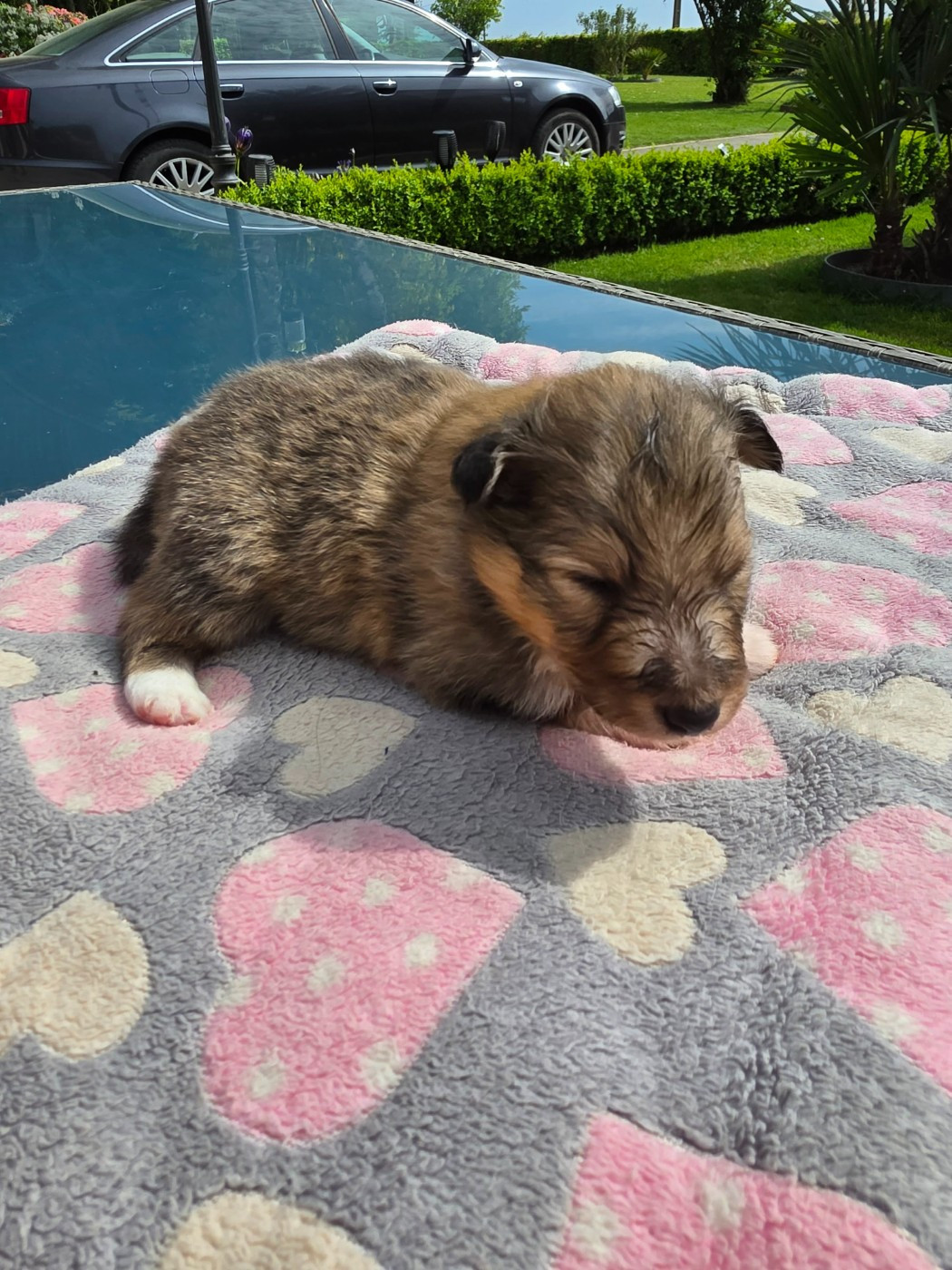 de la vallée du mainland - Chiots disponibles - Shetland Sheepdog