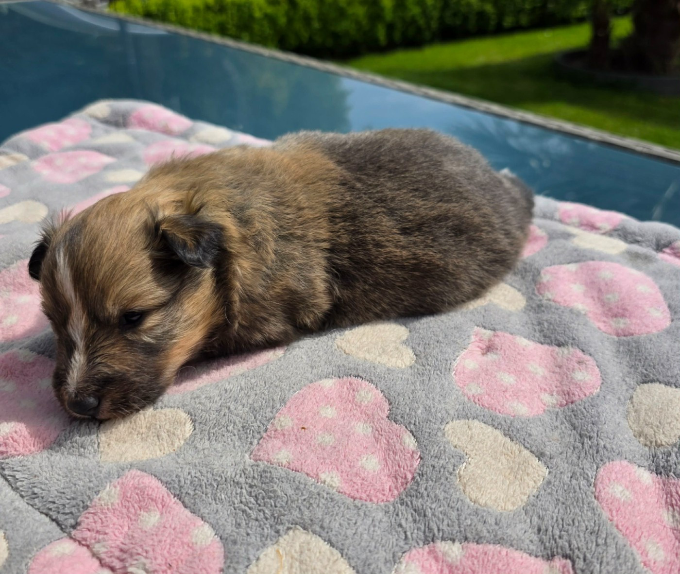 de la vallée du mainland - Chiots disponibles - Shetland Sheepdog