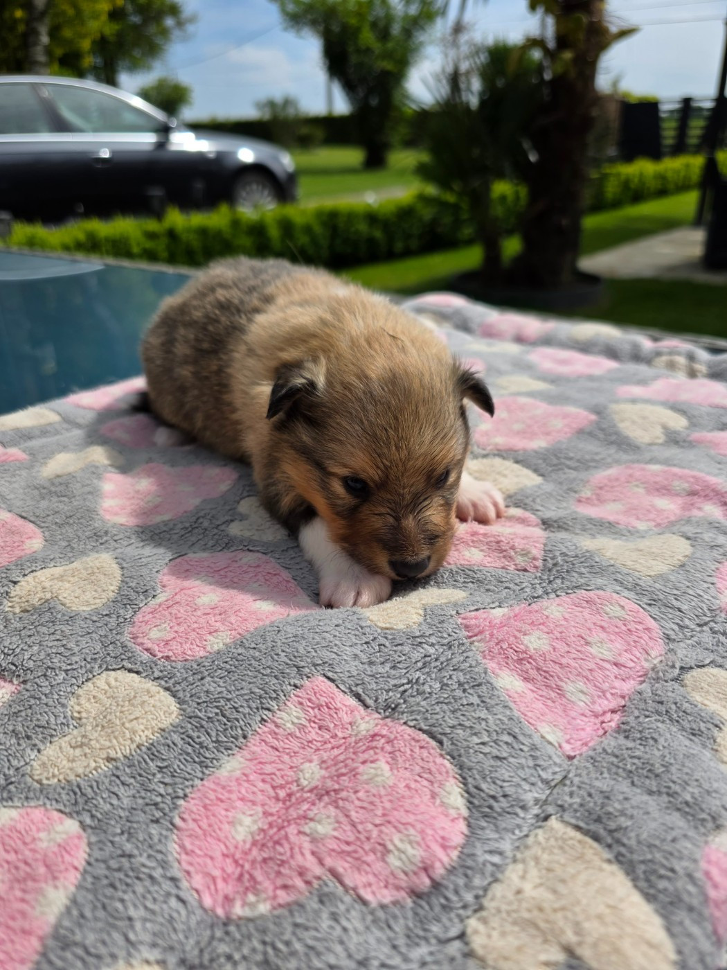 de la vallée du mainland - Chiots disponibles - Shetland Sheepdog