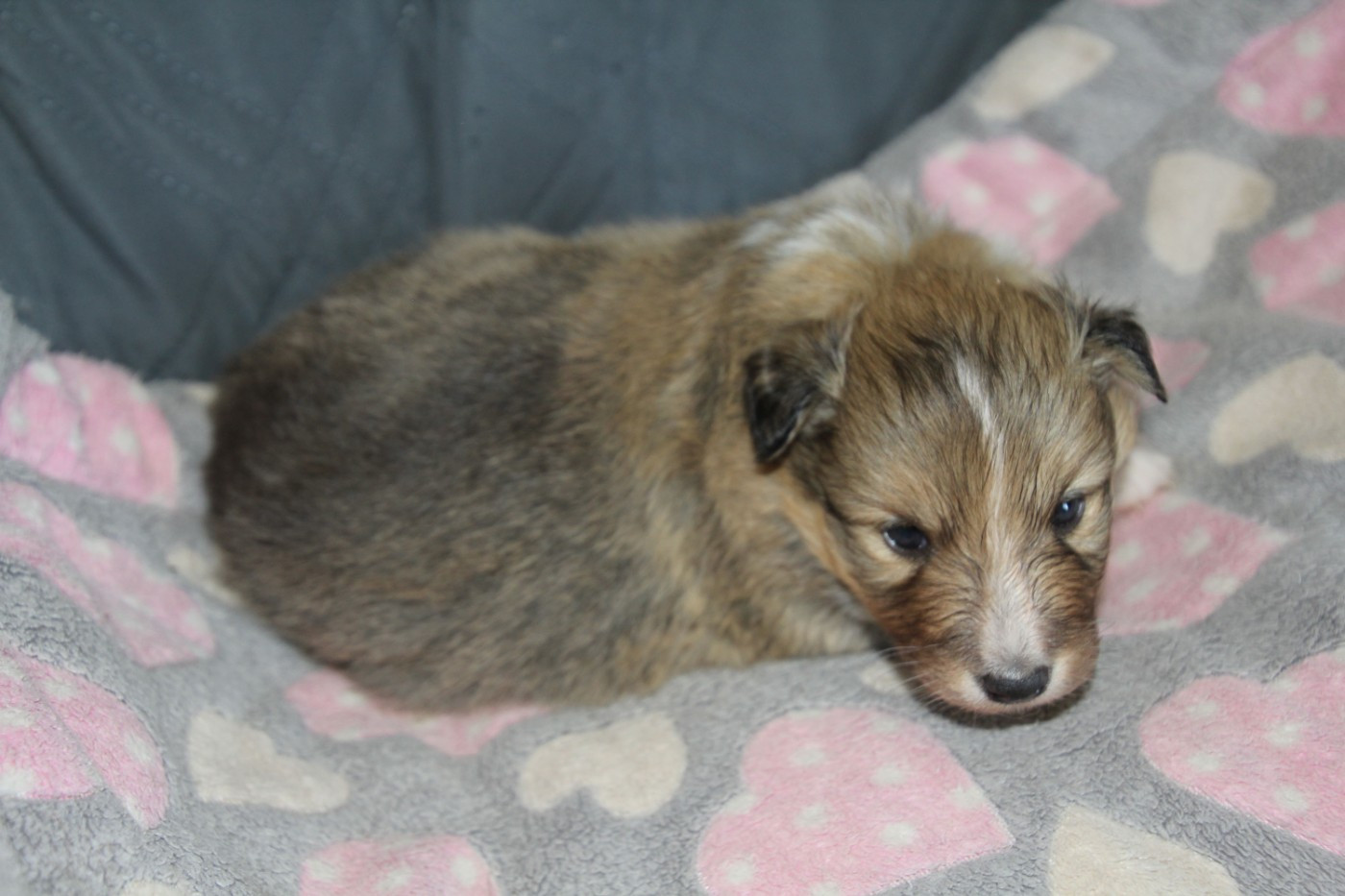 de la vallée du mainland - Chiots disponibles - Shetland Sheepdog