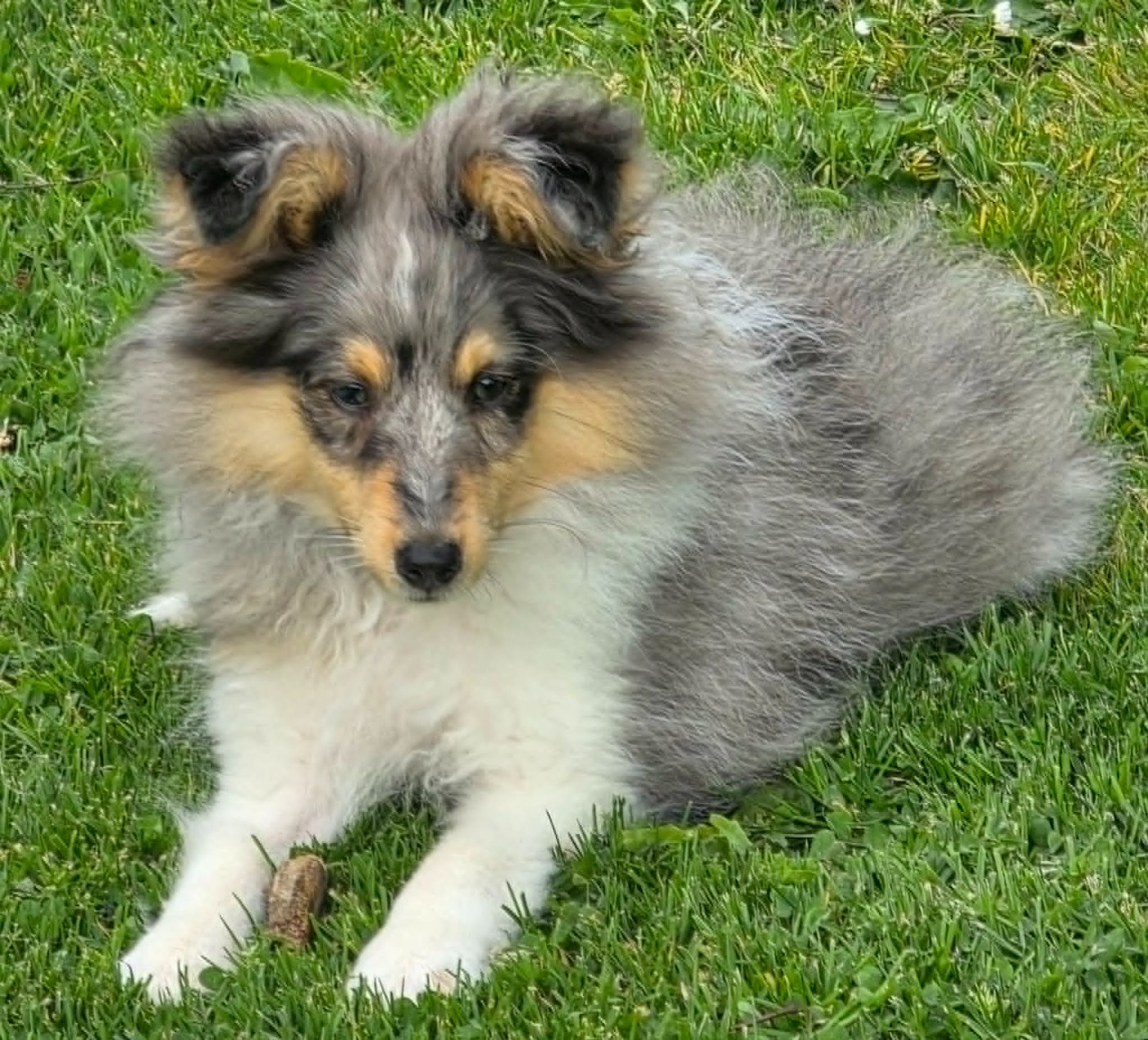 de la vallée du mainland - Chiots disponibles - Shetland Sheepdog