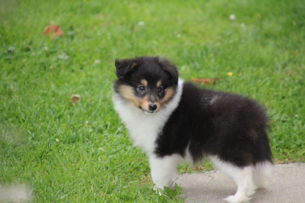 de la vallée du mainland - Chiots disponibles - Shetland Sheepdog