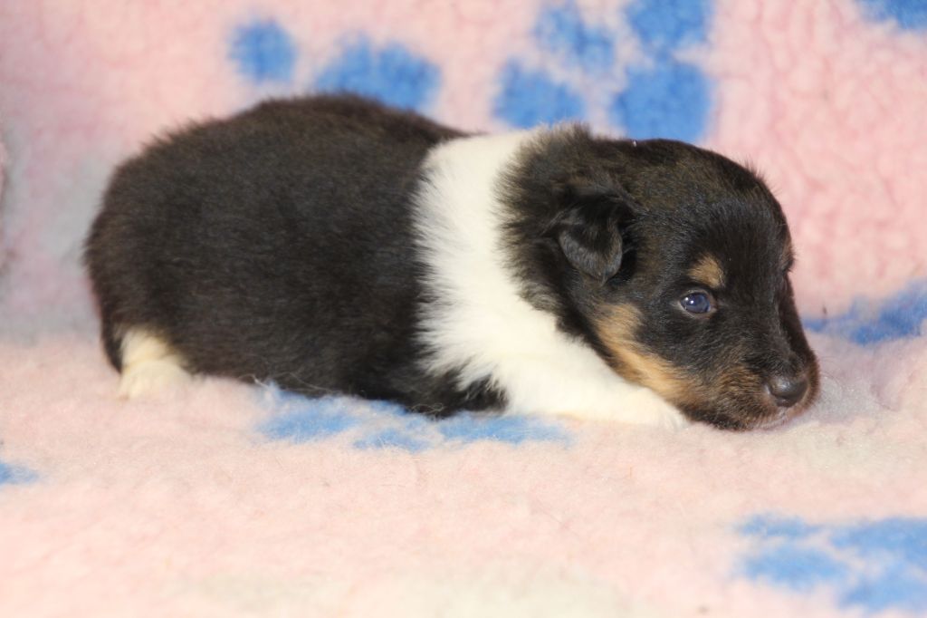 de la vallée du mainland - Chiots disponibles - Shetland Sheepdog
