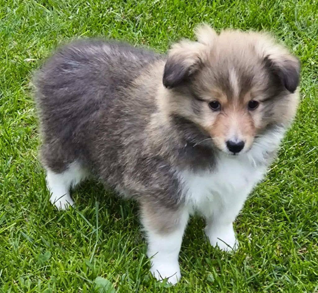 de la vallée du mainland - Chiots disponibles - Shetland Sheepdog