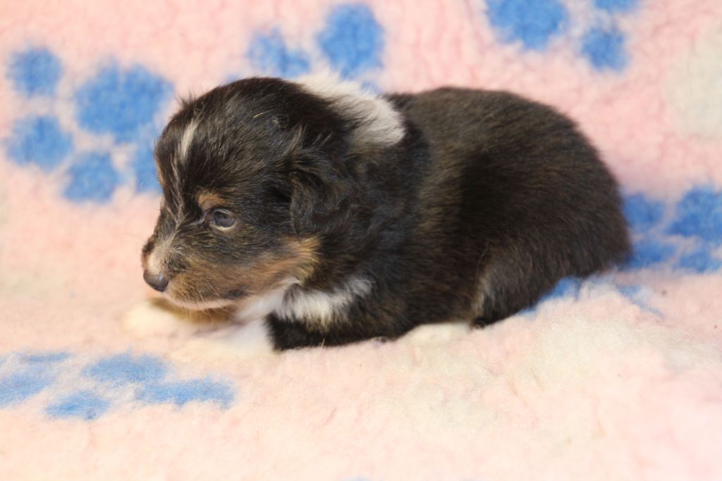de la vallée du mainland - Chiots disponibles - Shetland Sheepdog