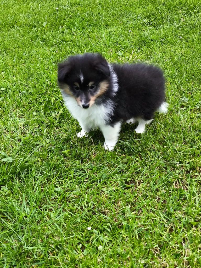 de la vallée du mainland - Chiots disponibles - Shetland Sheepdog