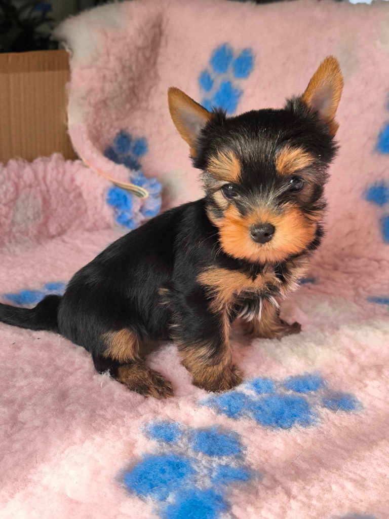 de la vallée du mainland - Chiots disponibles - Yorkshire Terrier