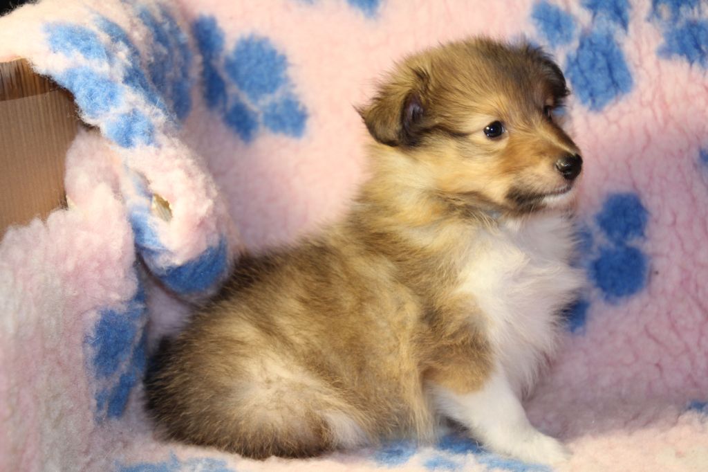 de la vallée du mainland - Chiots disponibles - Shetland Sheepdog