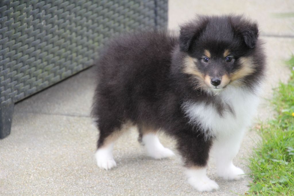 de la vallée du mainland - Chiots disponibles - Shetland Sheepdog