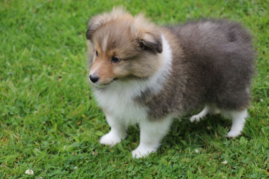 de la vallée du mainland - Shetland Sheepdog - Portée née le 17/04/2025