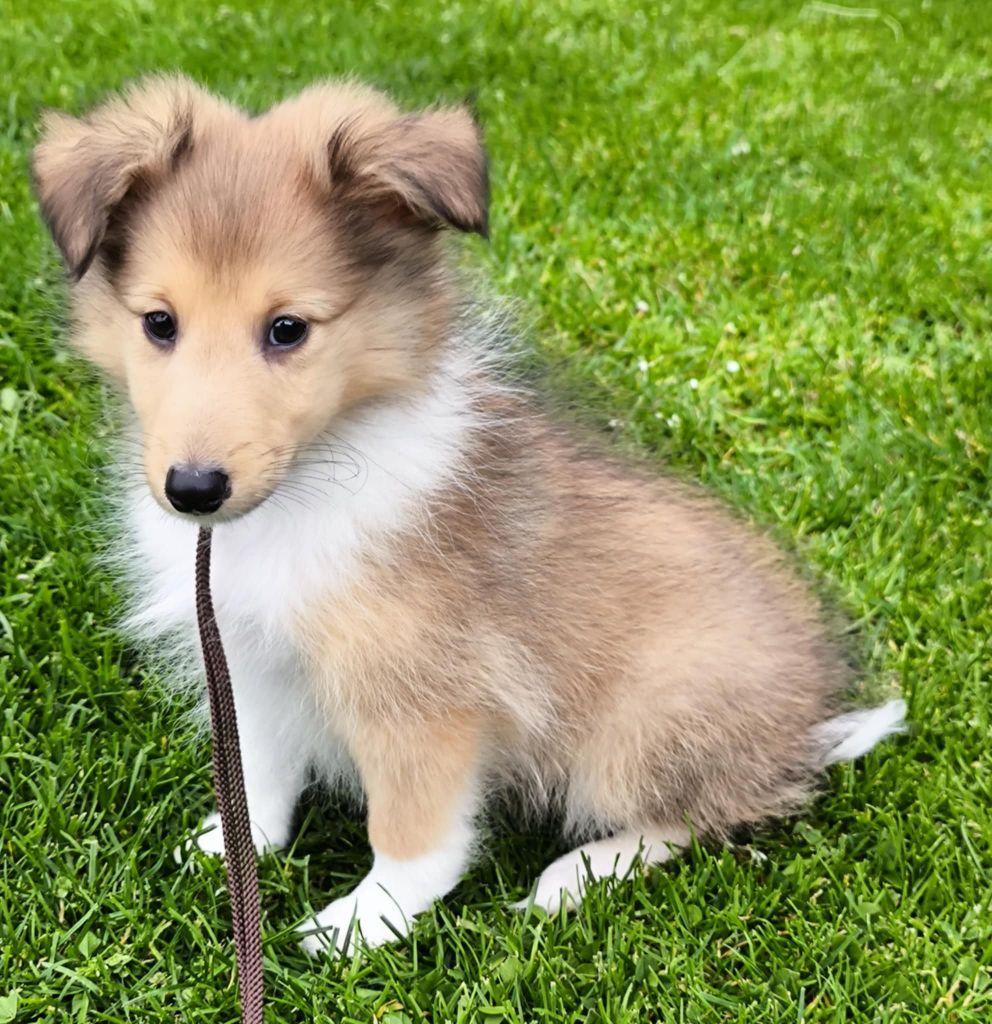 de la vallée du mainland - Chiots disponibles - Shetland Sheepdog