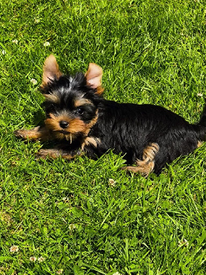 CHIOT
