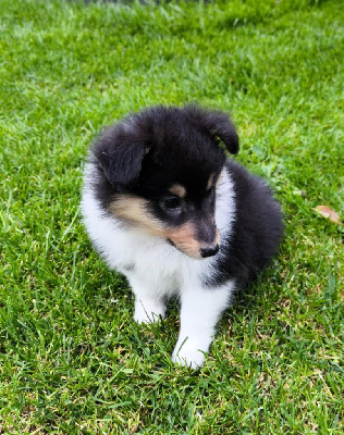CHIOT