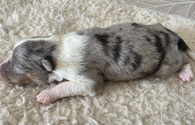 CHIOT
