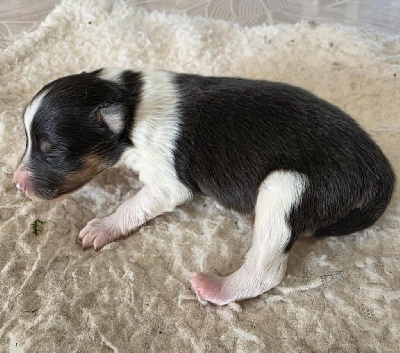CHIOT