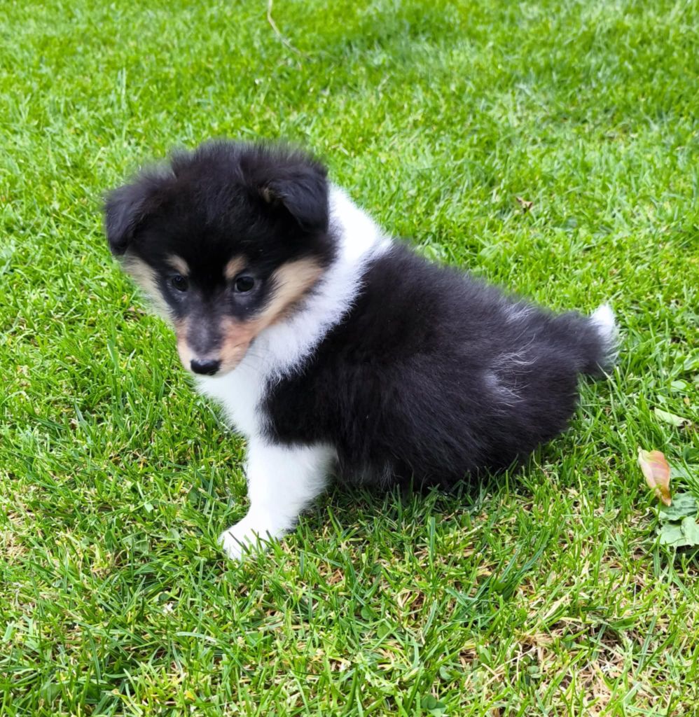 de la vallée du mainland - Chiots disponibles - Shetland Sheepdog