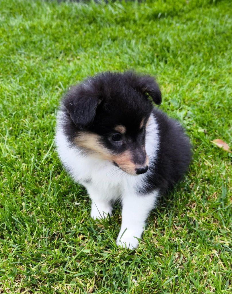 de la vallée du mainland - Chiots disponibles - Shetland Sheepdog