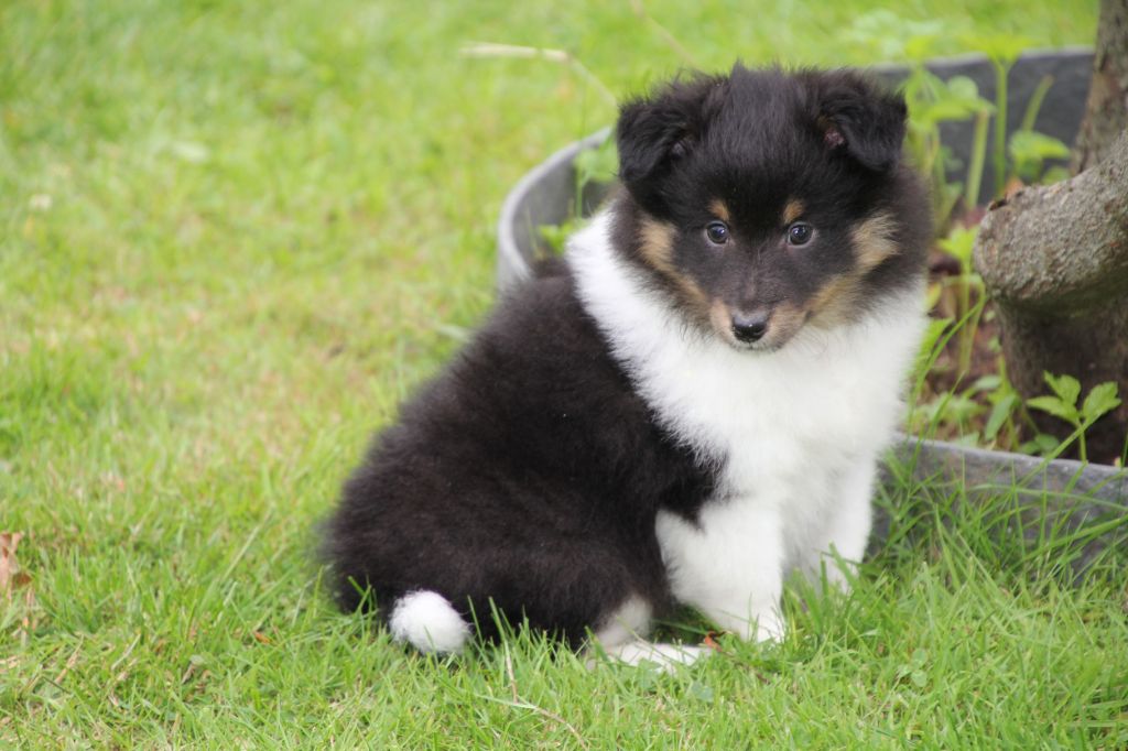 de la vallée du mainland - Chiots disponibles - Shetland Sheepdog