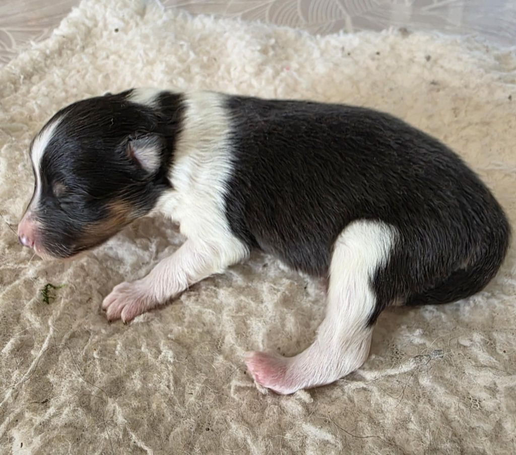 de la vallée du mainland - Chiots disponibles - Shetland Sheepdog