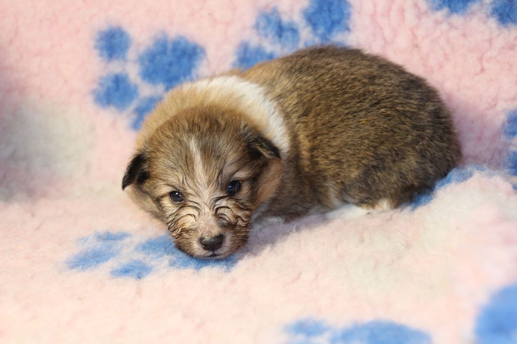 de la vallée du mainland - Chiots disponibles - Shetland Sheepdog